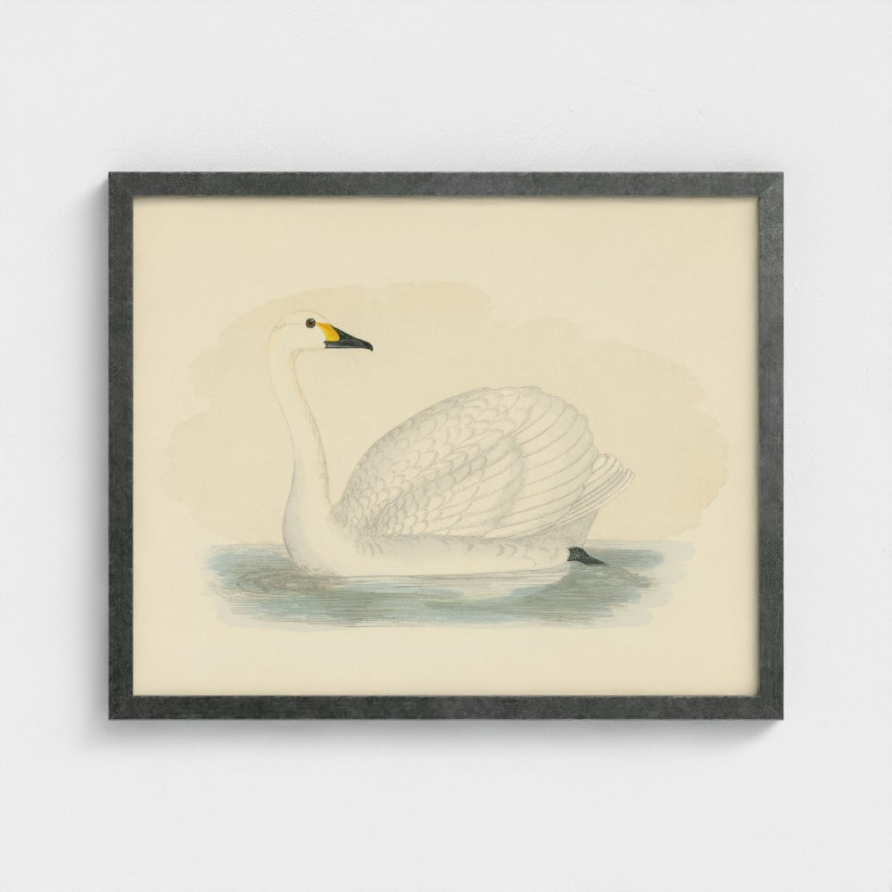 1870's Series Bewick's Swan