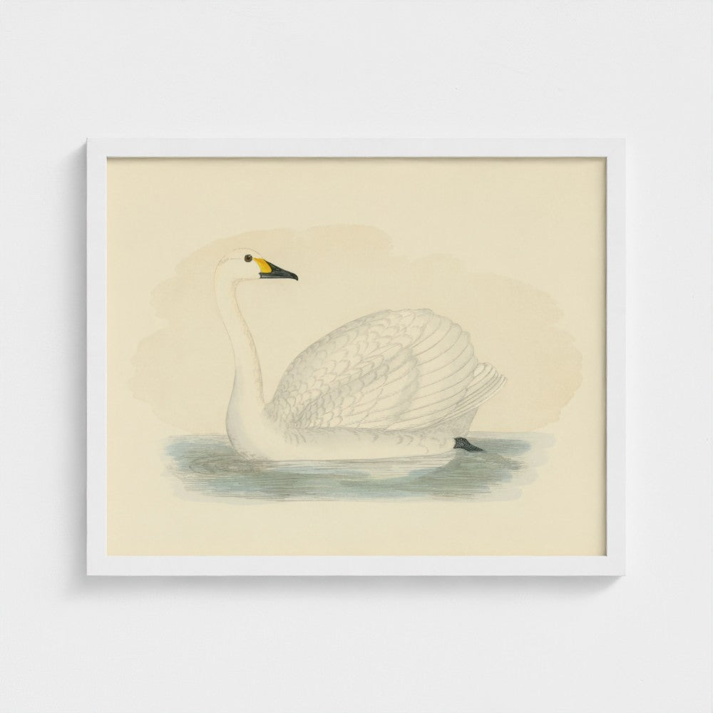 1870's Series Bewick's Swan