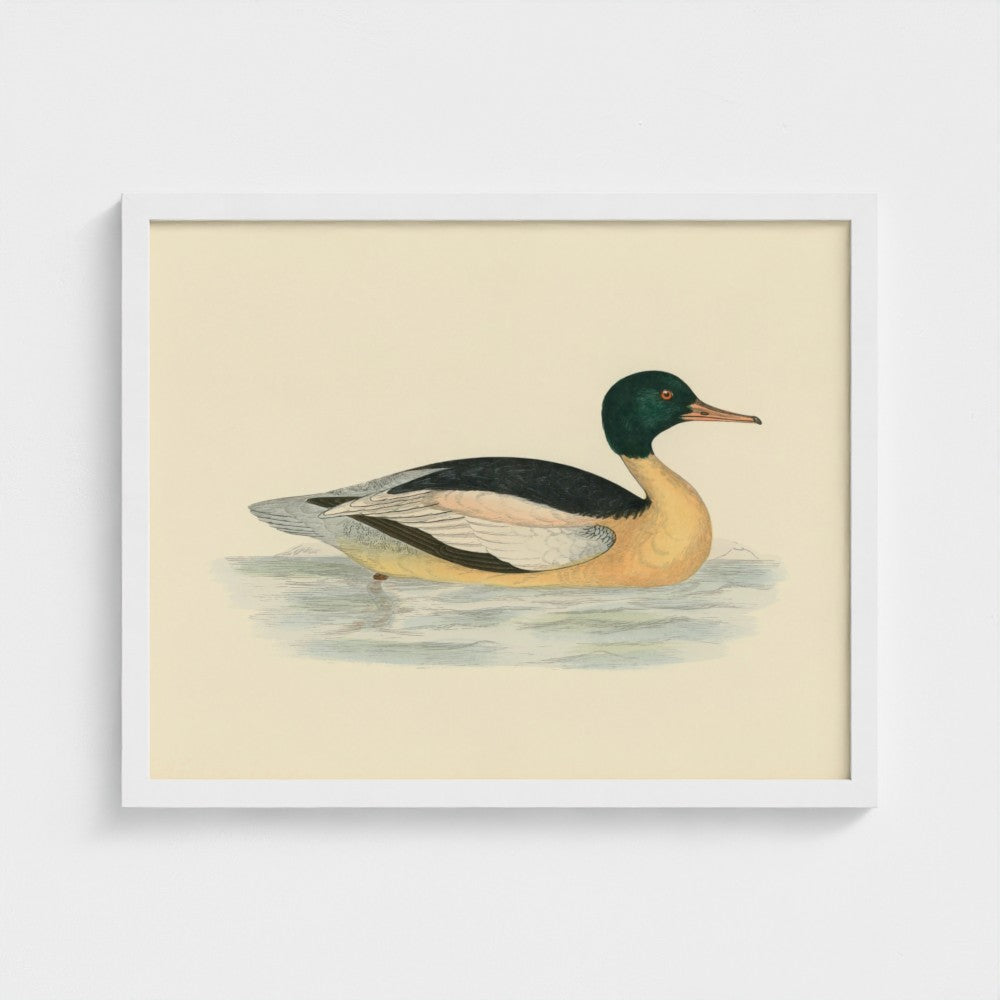 1870's Series Goosander Duck