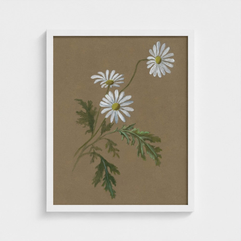 Daisy