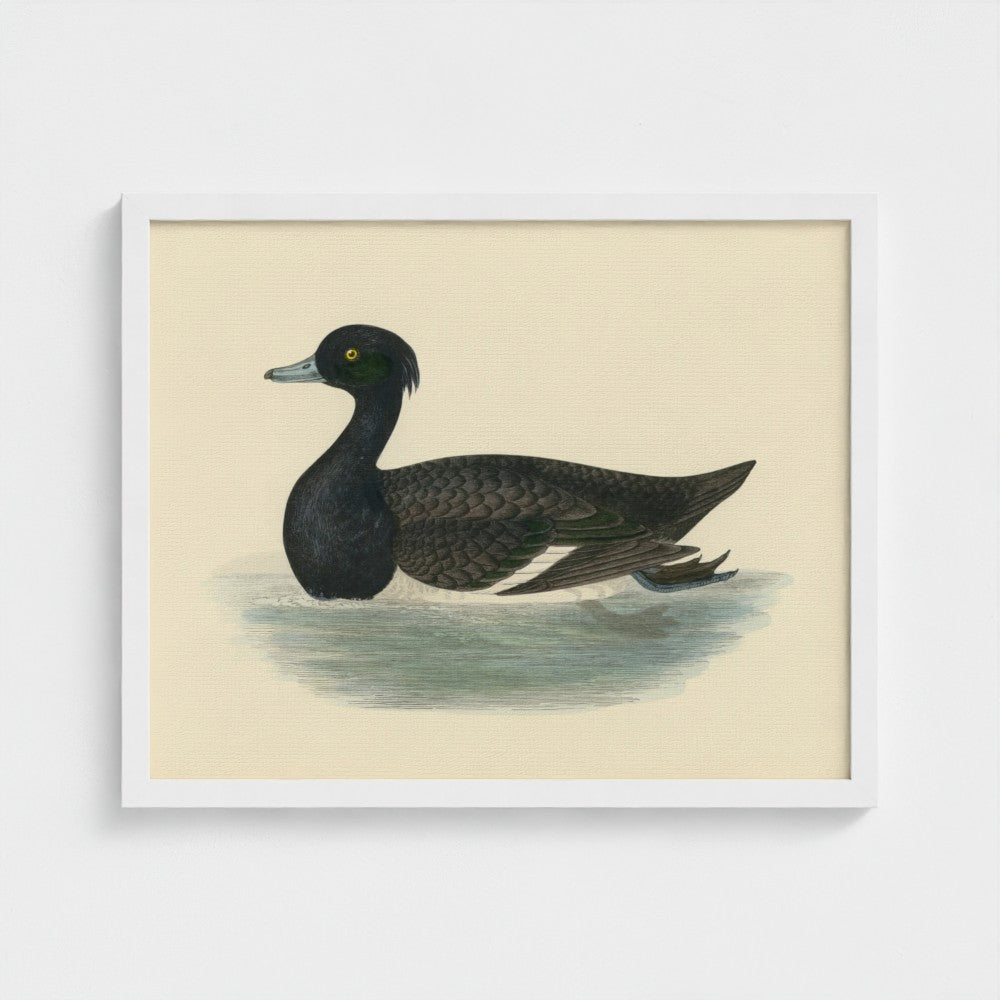 1870's Series Tufted Duck