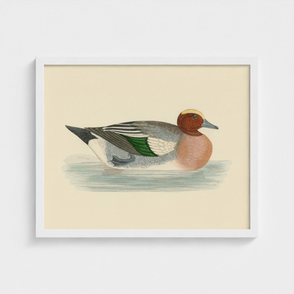 1870's Series Wigeon