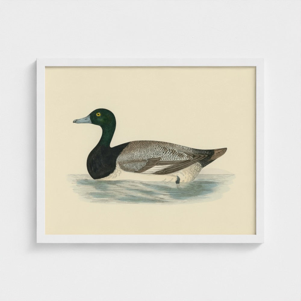 1870's Series Scaup Duck