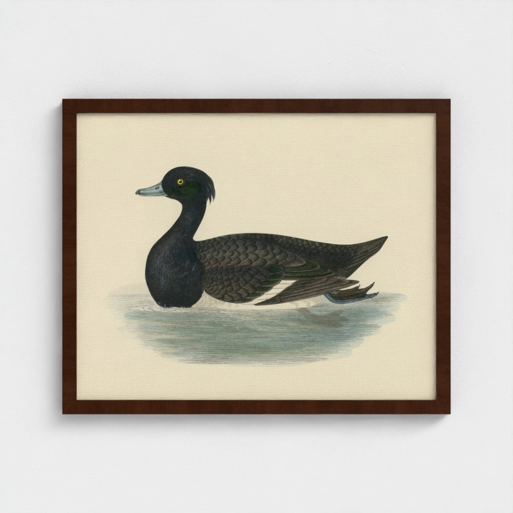 1870's Series Tufted Duck