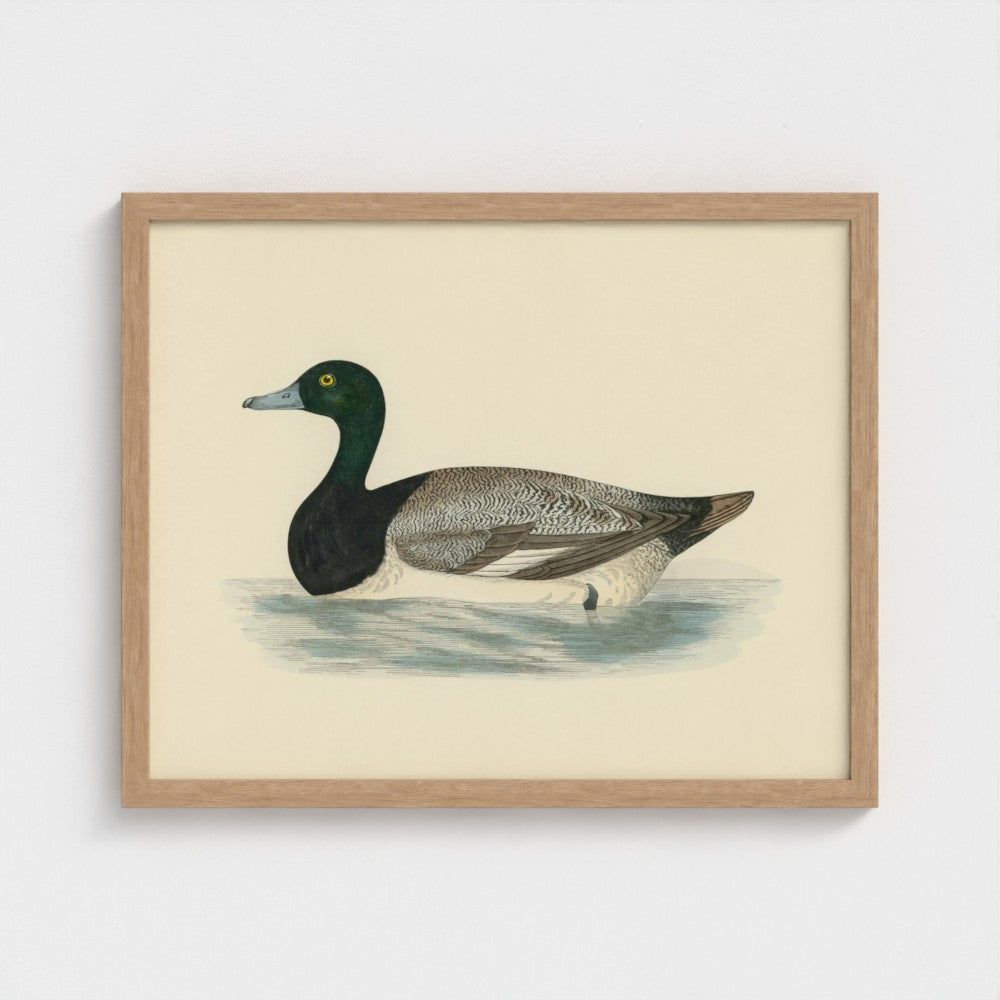 1870's Series Scaup Duck