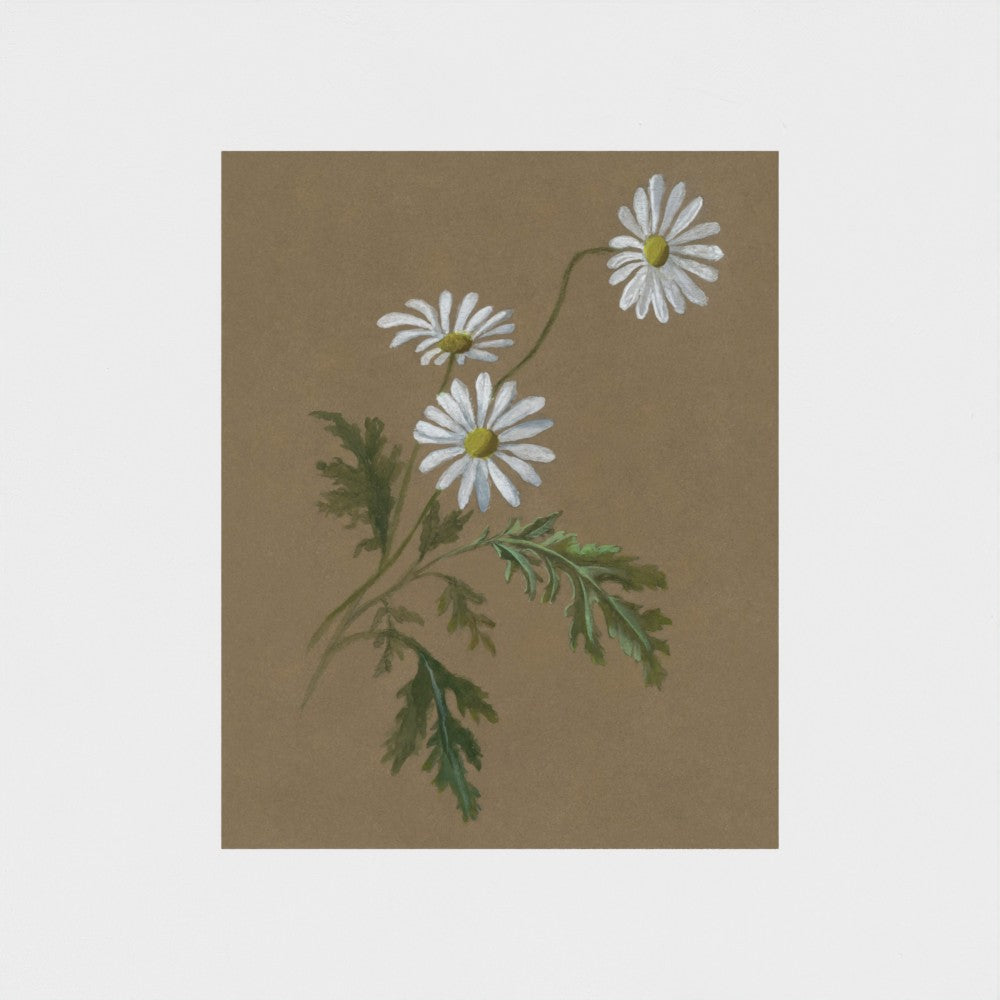Daisy