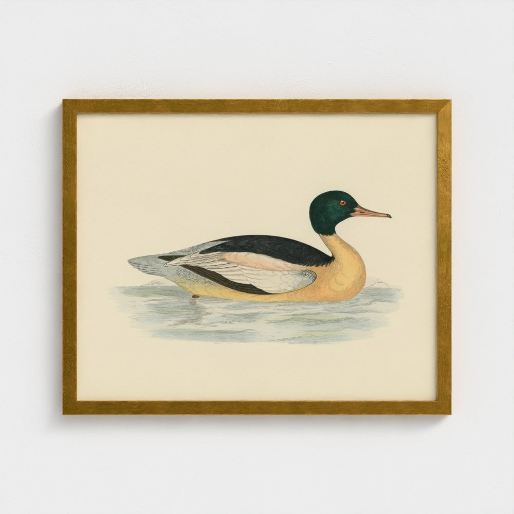 1870's Series Goosander Duck