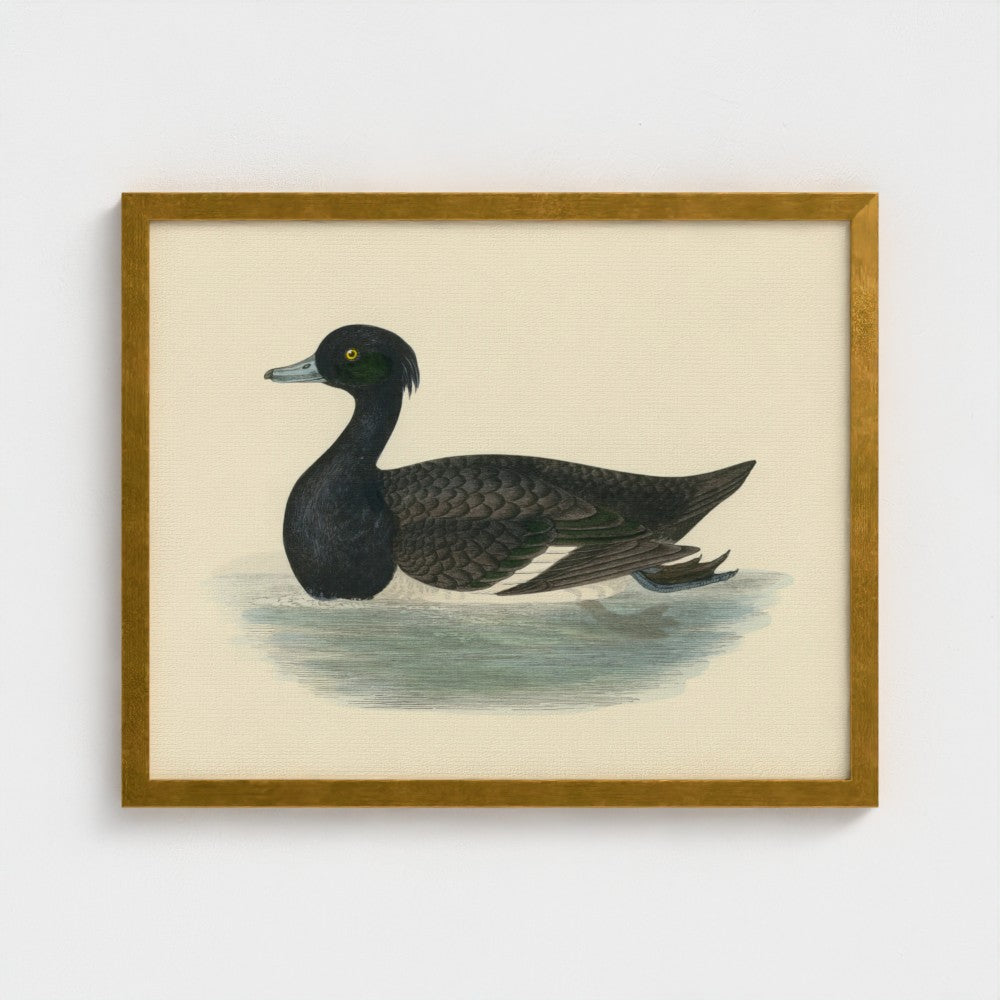 1870's Series Tufted Duck