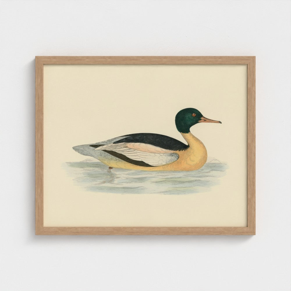 1870's Series Goosander Duck