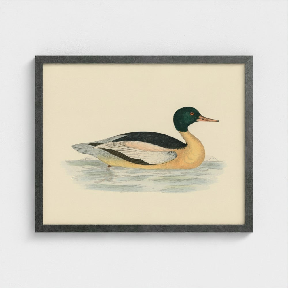1870's Series Goosander Duck
