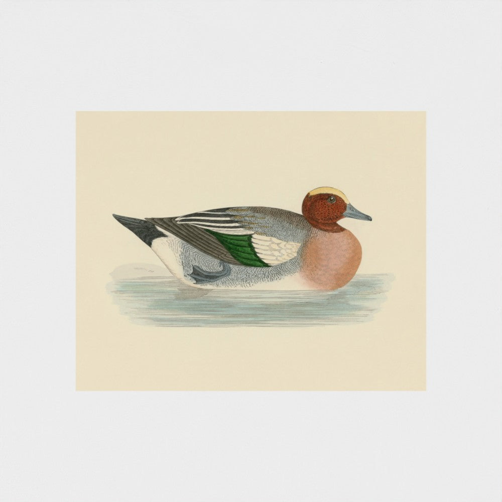 1870's Series Wigeon