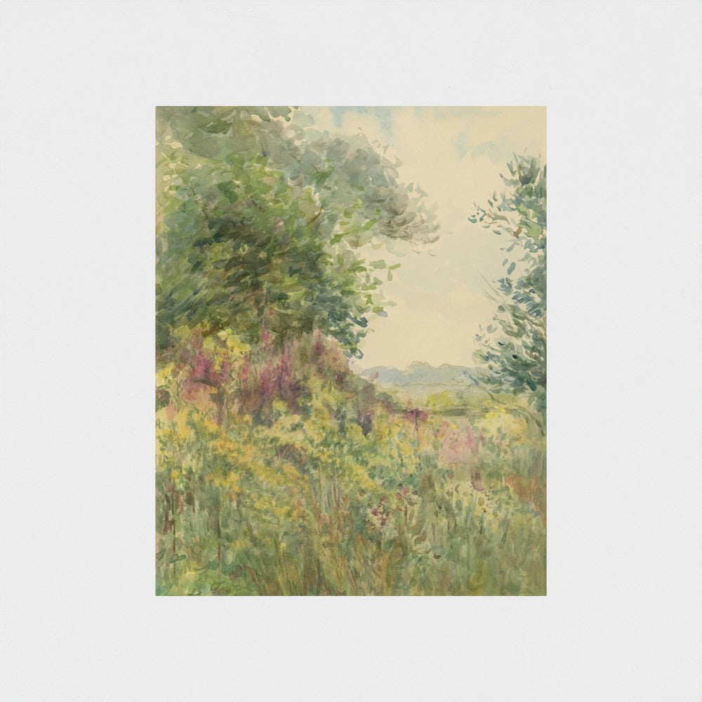 Summer Meadow