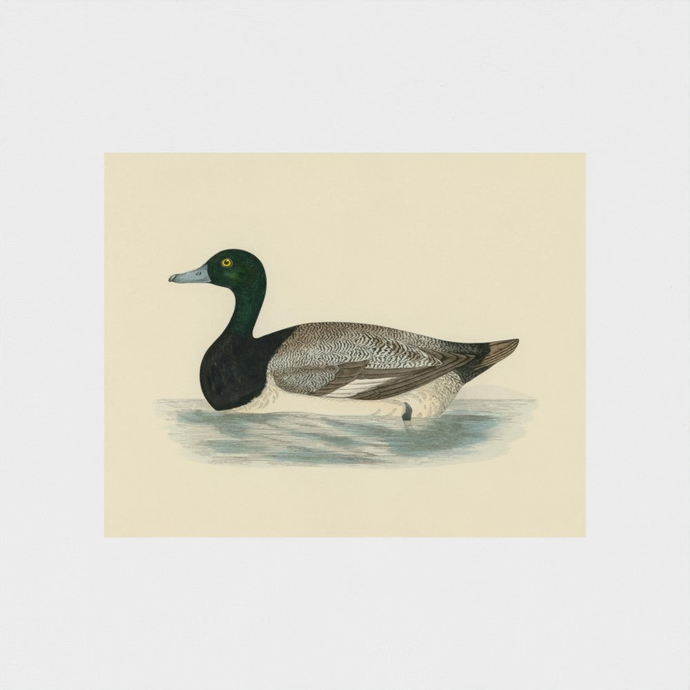 1870's Series Scaup Duck