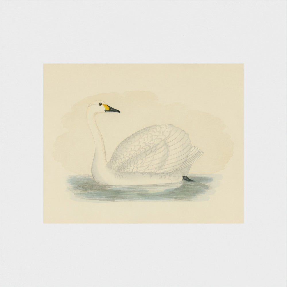 1870's Series Bewick's Swan