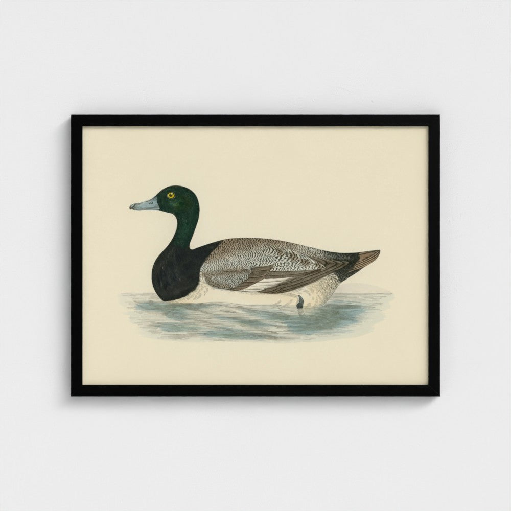 1870's Series Scaup Duck