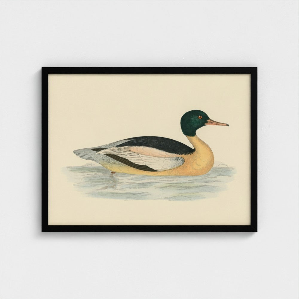 1870's Series Goosander Duck