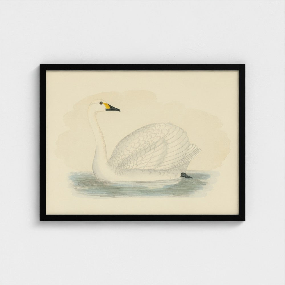1870's Series Bewick's Swan