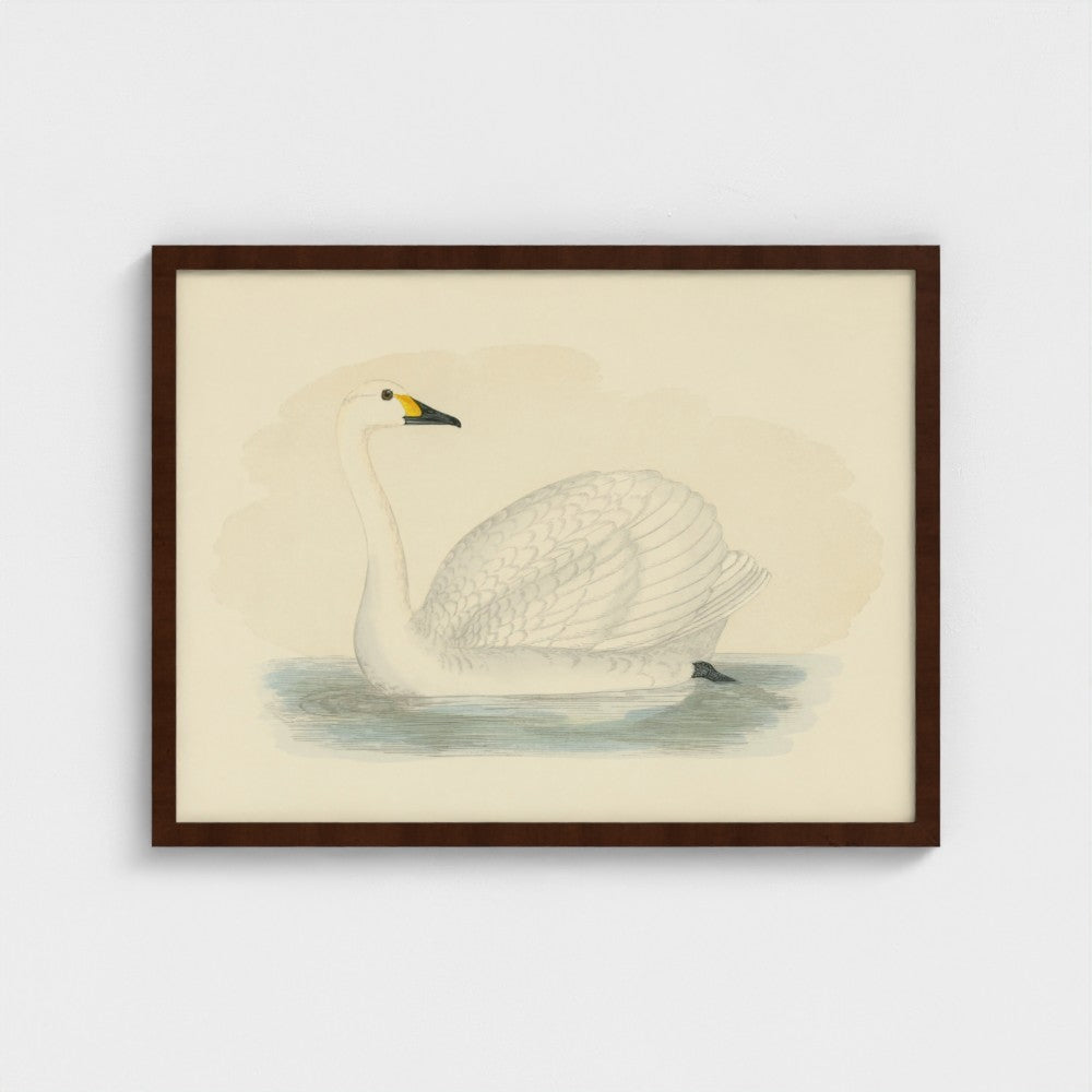 1870's Series Bewick's Swan