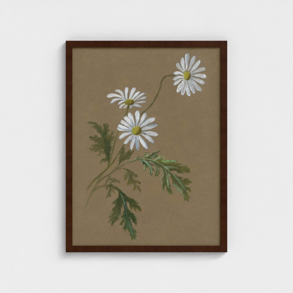 Daisy
