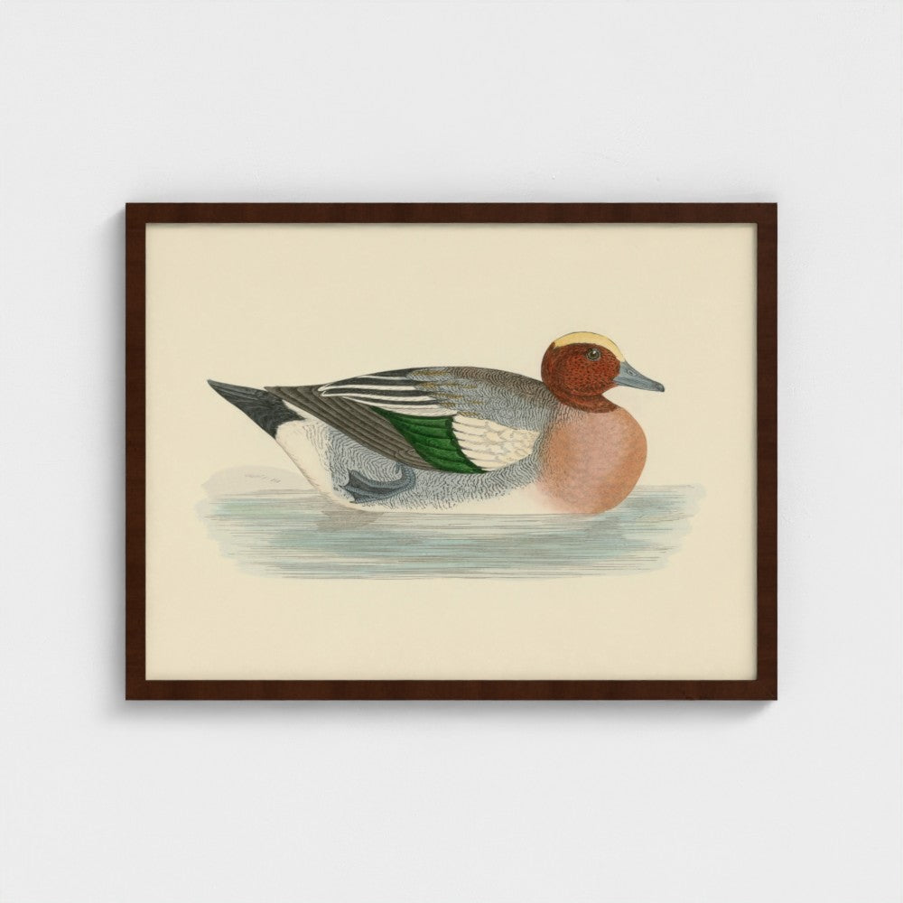 1870's Series Wigeon