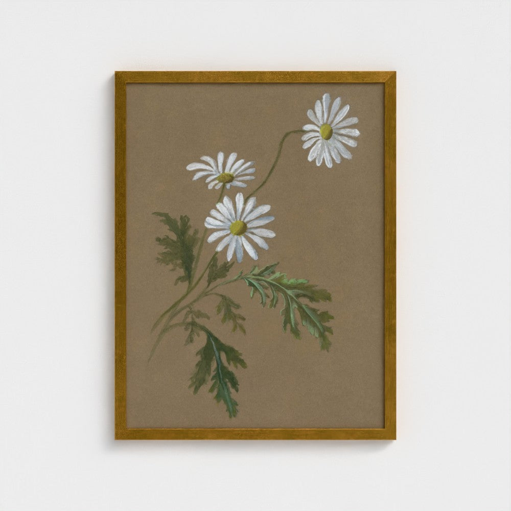 Daisy