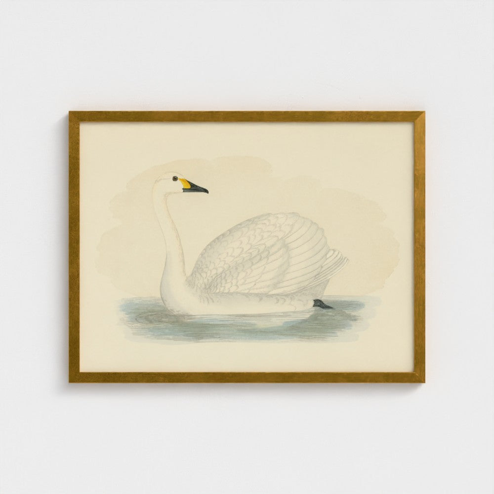 1870's Series Bewick's Swan
