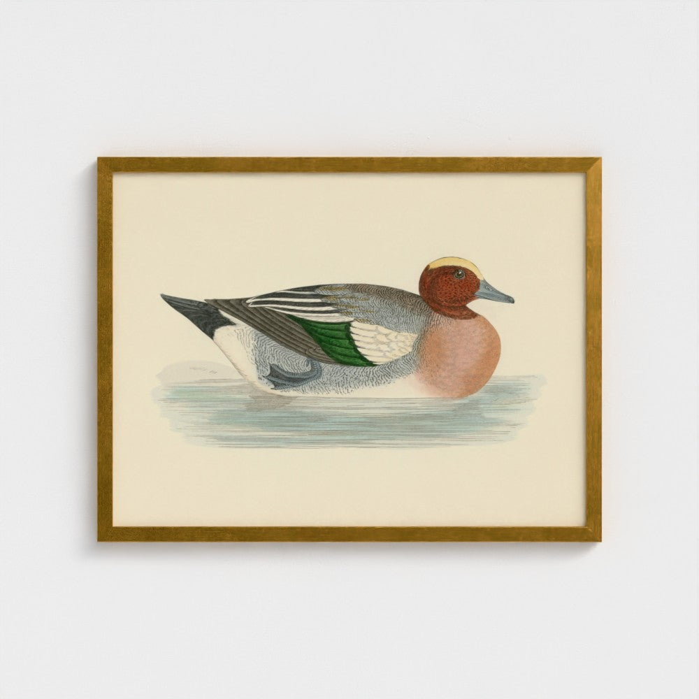 1870's Series Wigeon