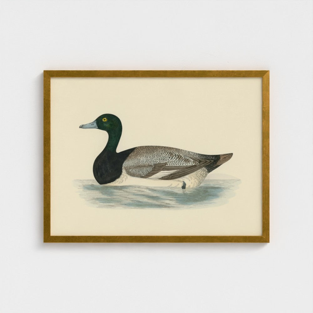 1870's Series Scaup Duck