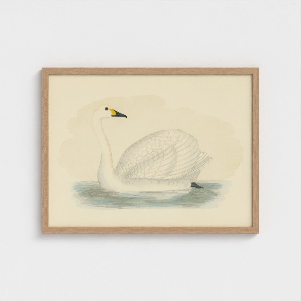 1870's Series Bewick's Swan