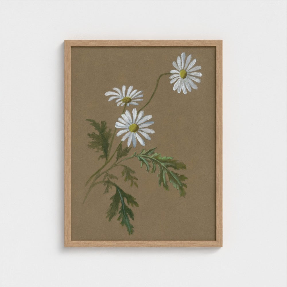 Daisy