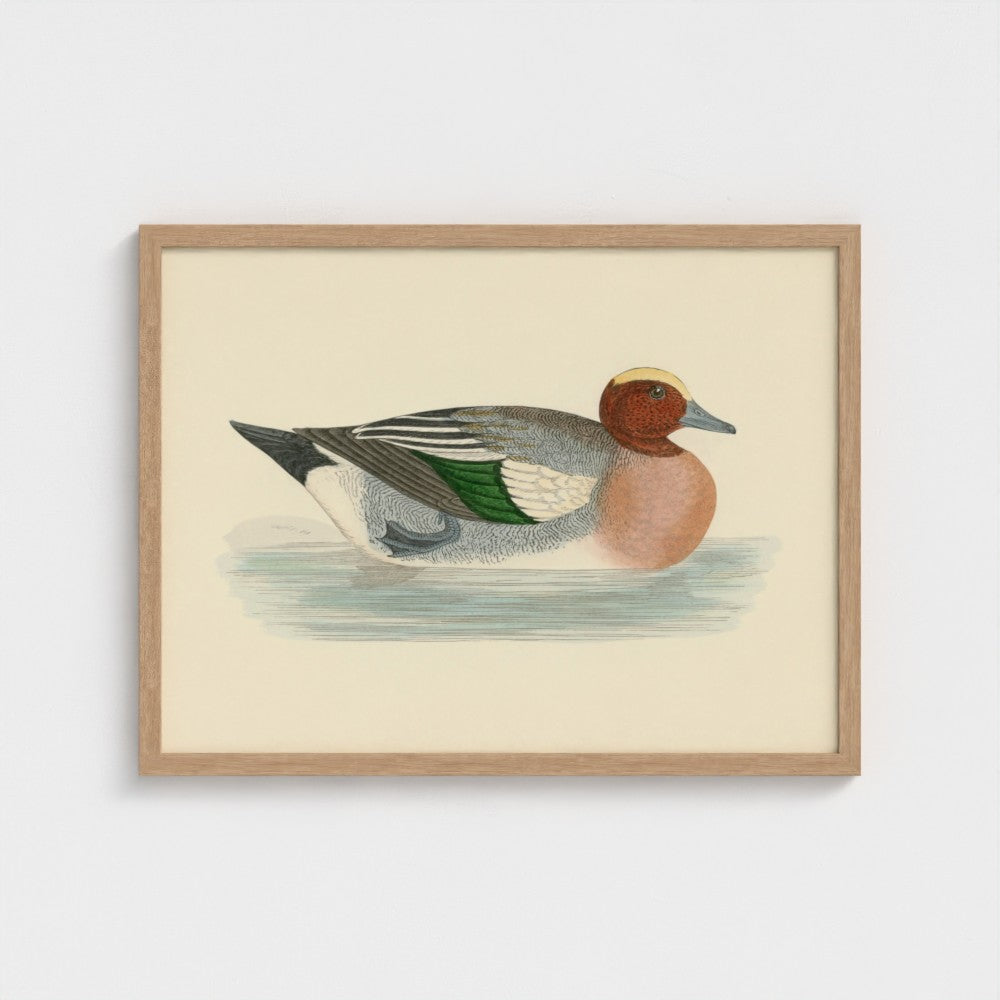 1870's Series Wigeon