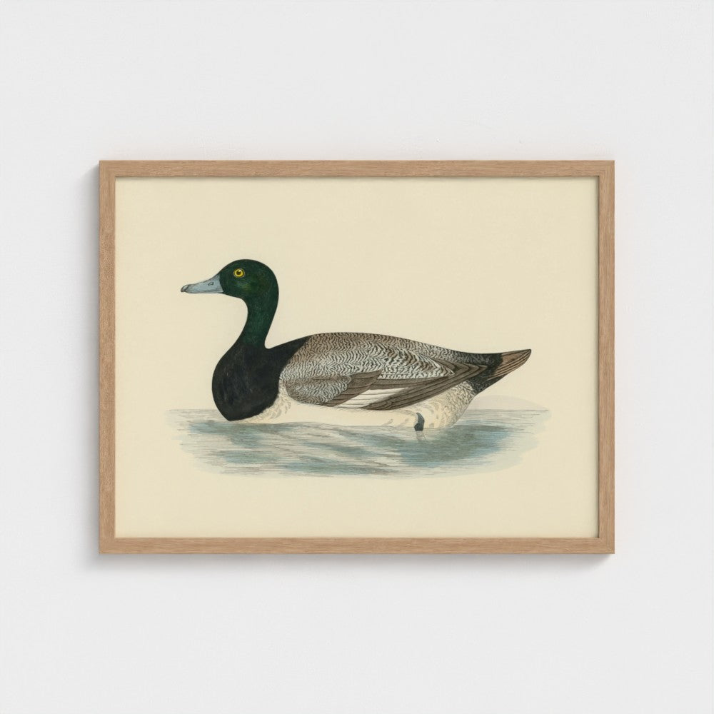 1870's Series Scaup Duck