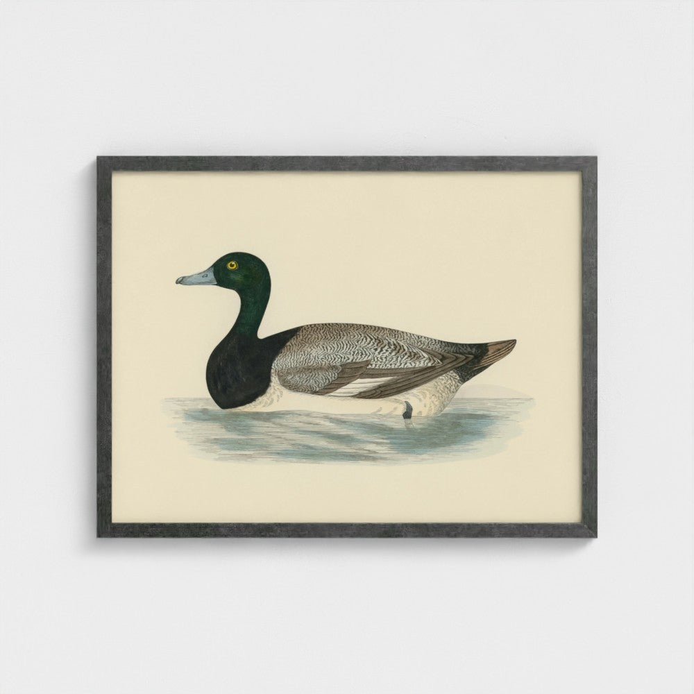 1870's Series Scaup Duck