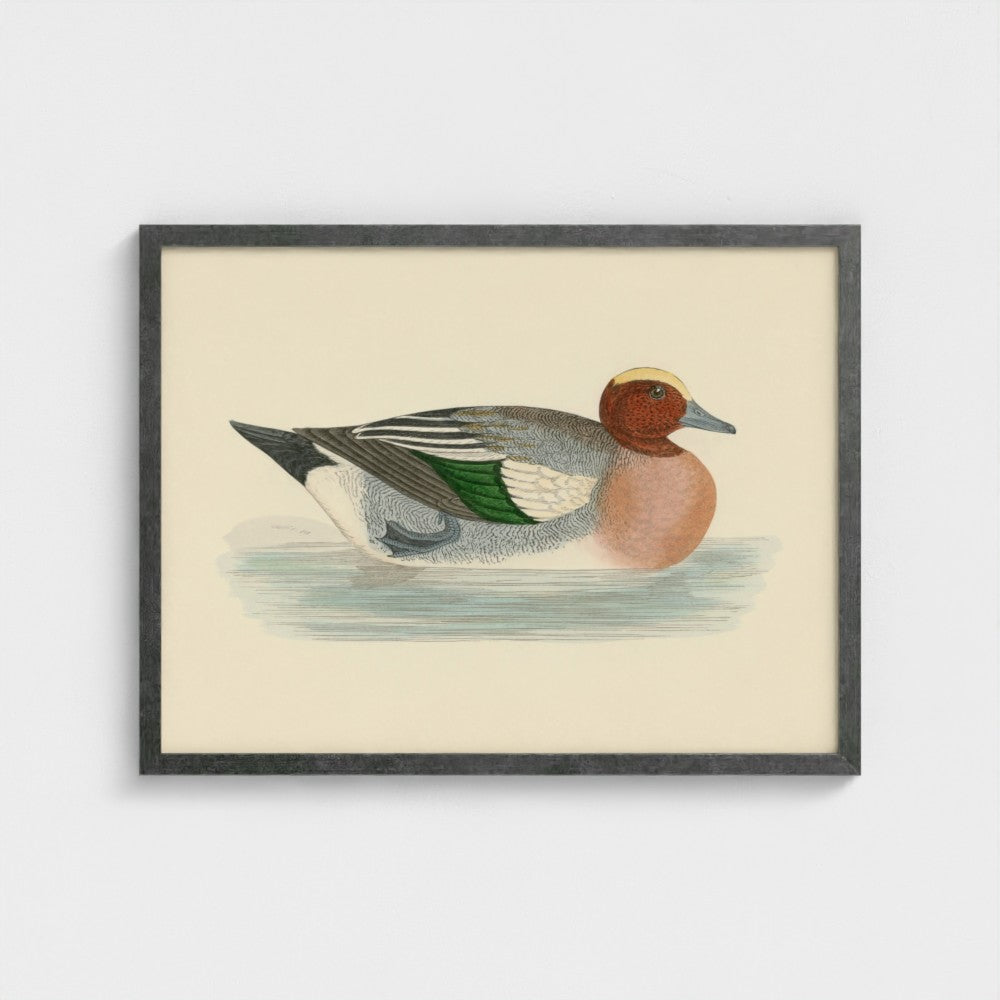 1870's Series Wigeon