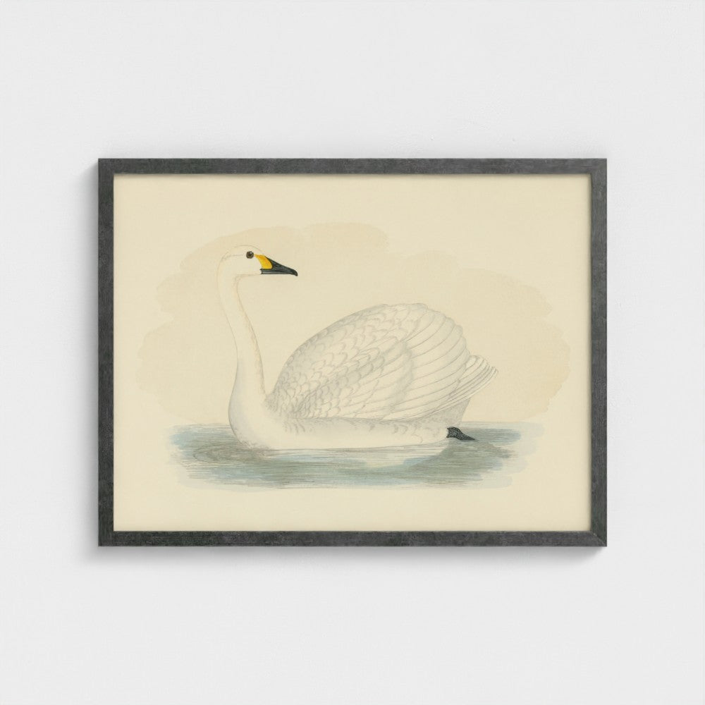 1870's Series Bewick's Swan