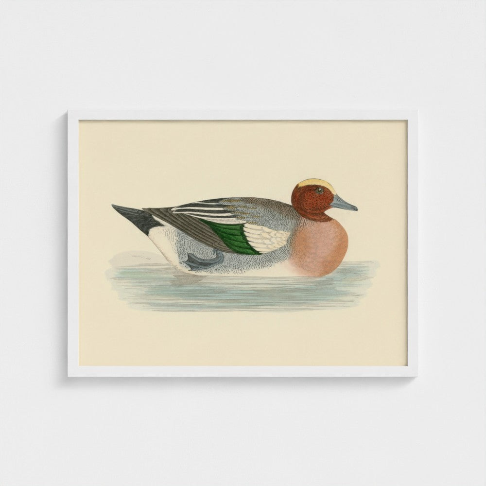 1870's Series Wigeon