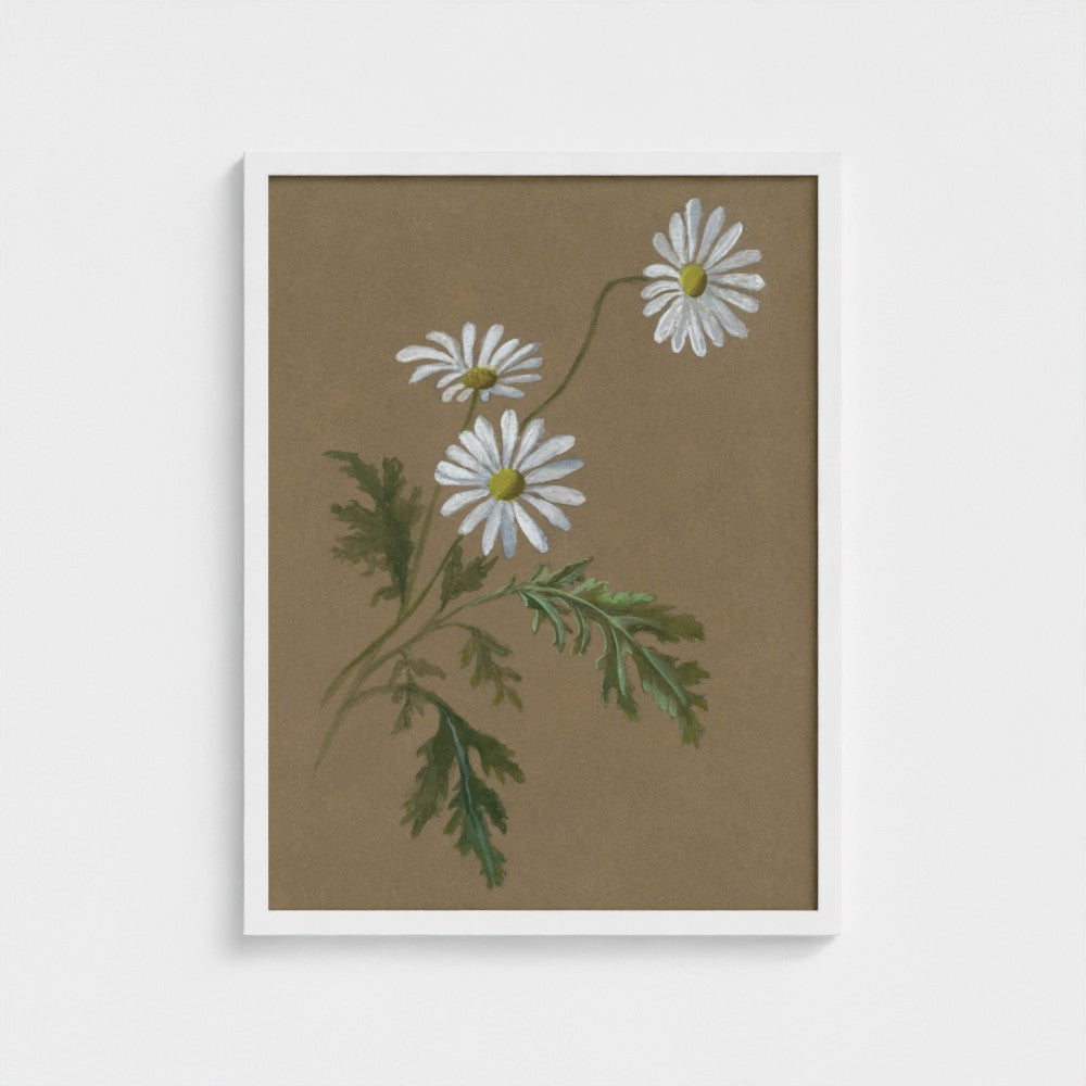 Daisy