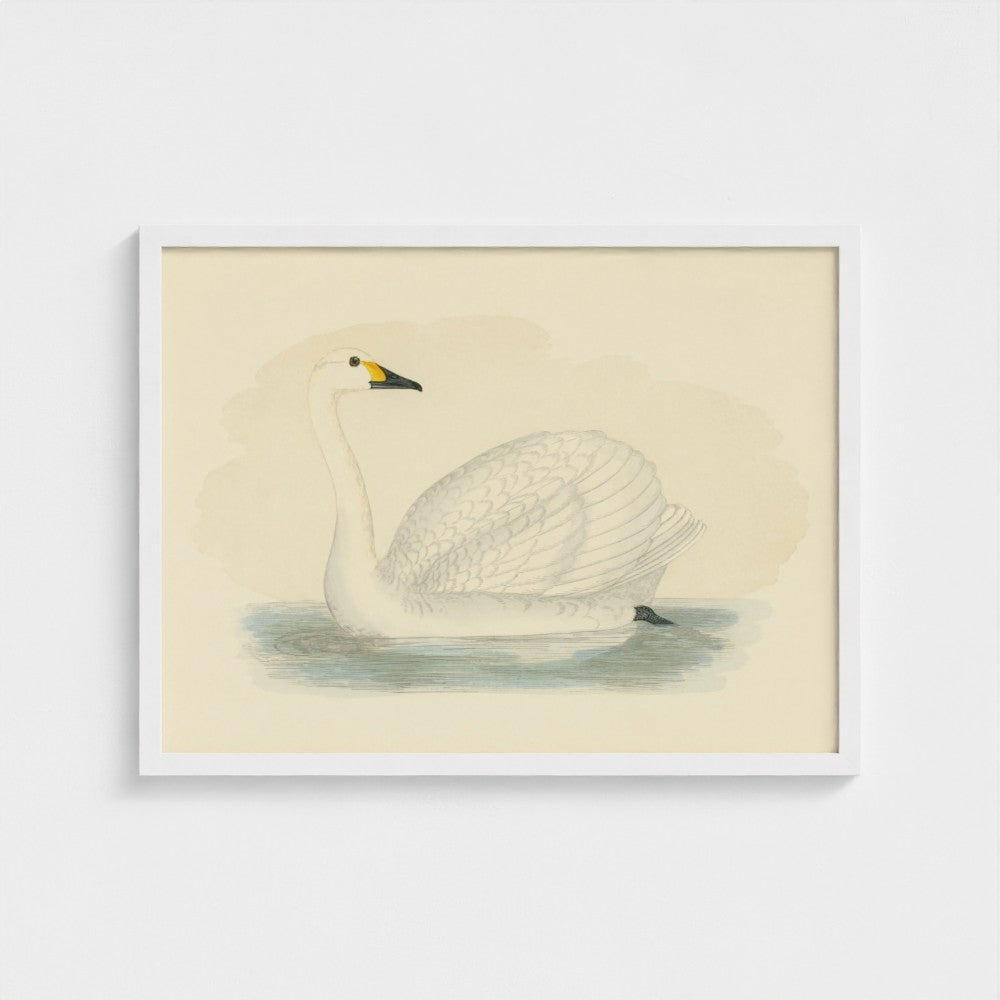 1870's Series Bewick's Swan