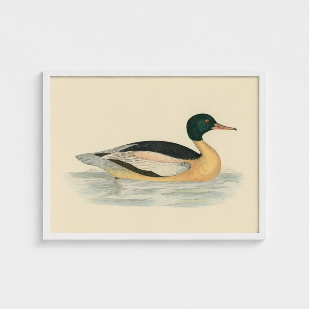 1870's Series Goosander Duck