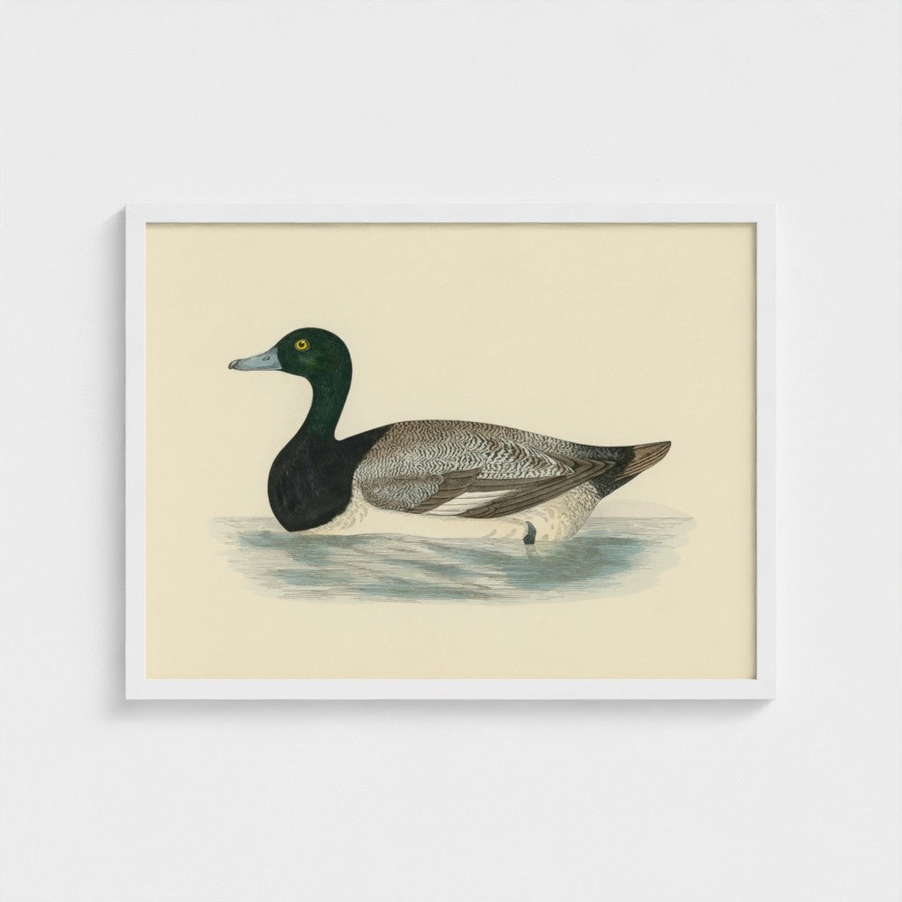 1870's Series Scaup Duck