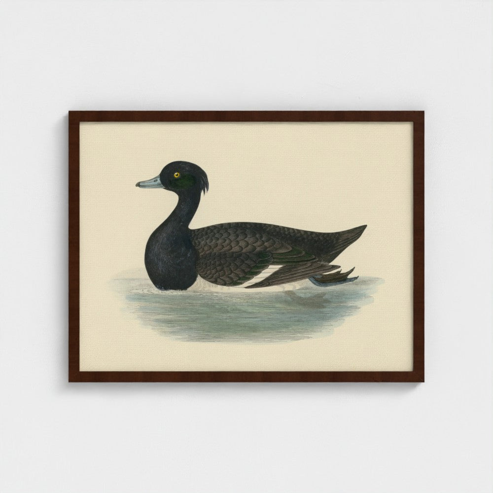 1870's Series Tufted Duck