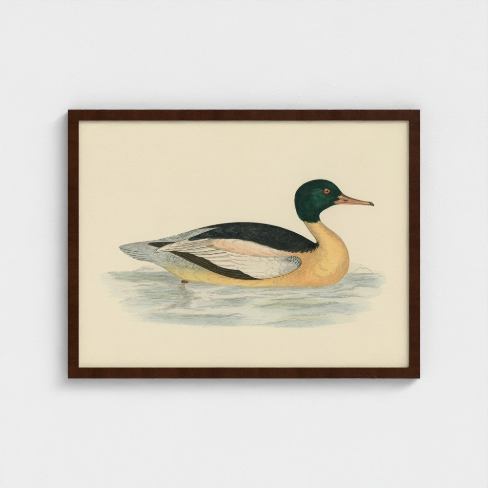 1870's Series Goosander Duck