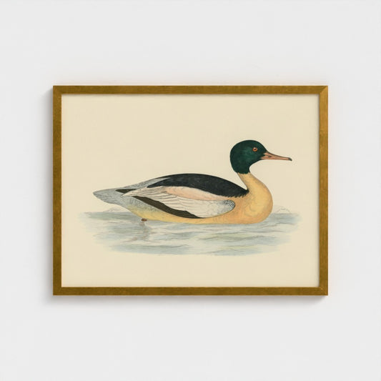 1870's Series Goosander Duck