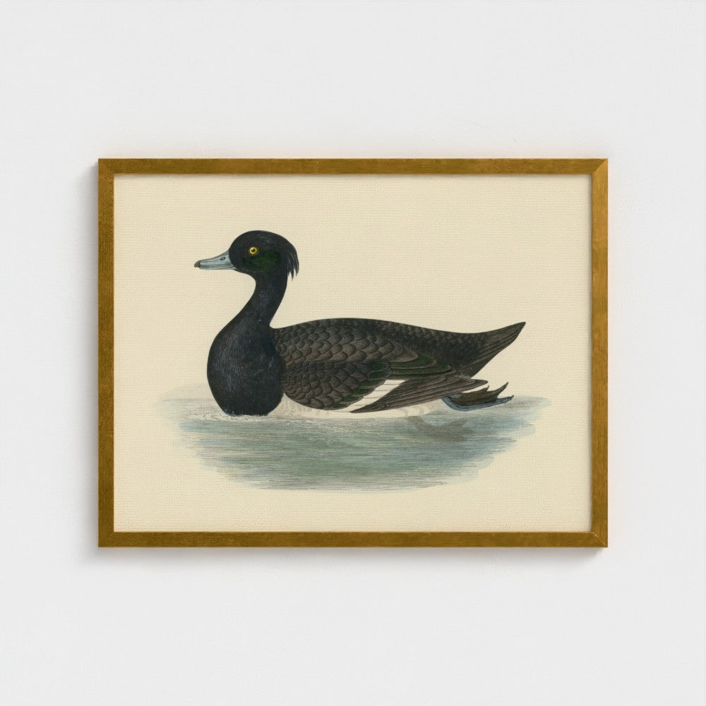 1870's Series Tufted Duck