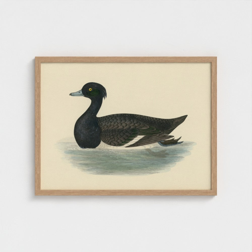 1870's Series Tufted Duck