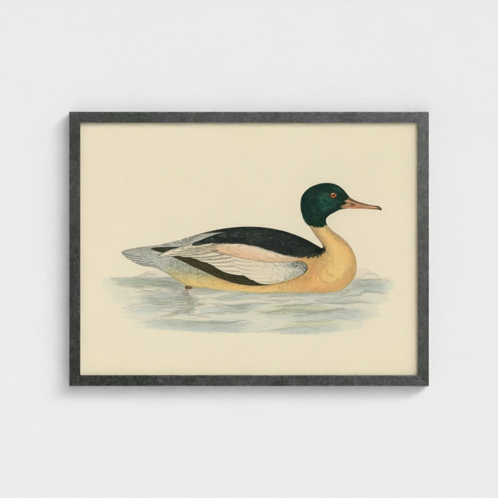 1870's Series Goosander Duck