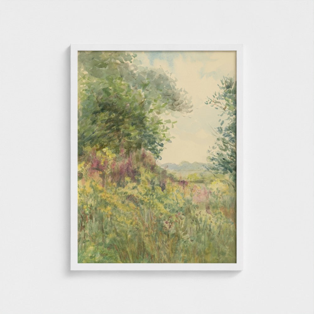 Summer Meadow