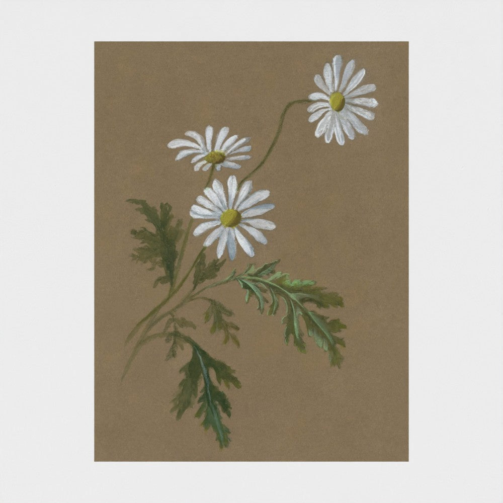 Daisy