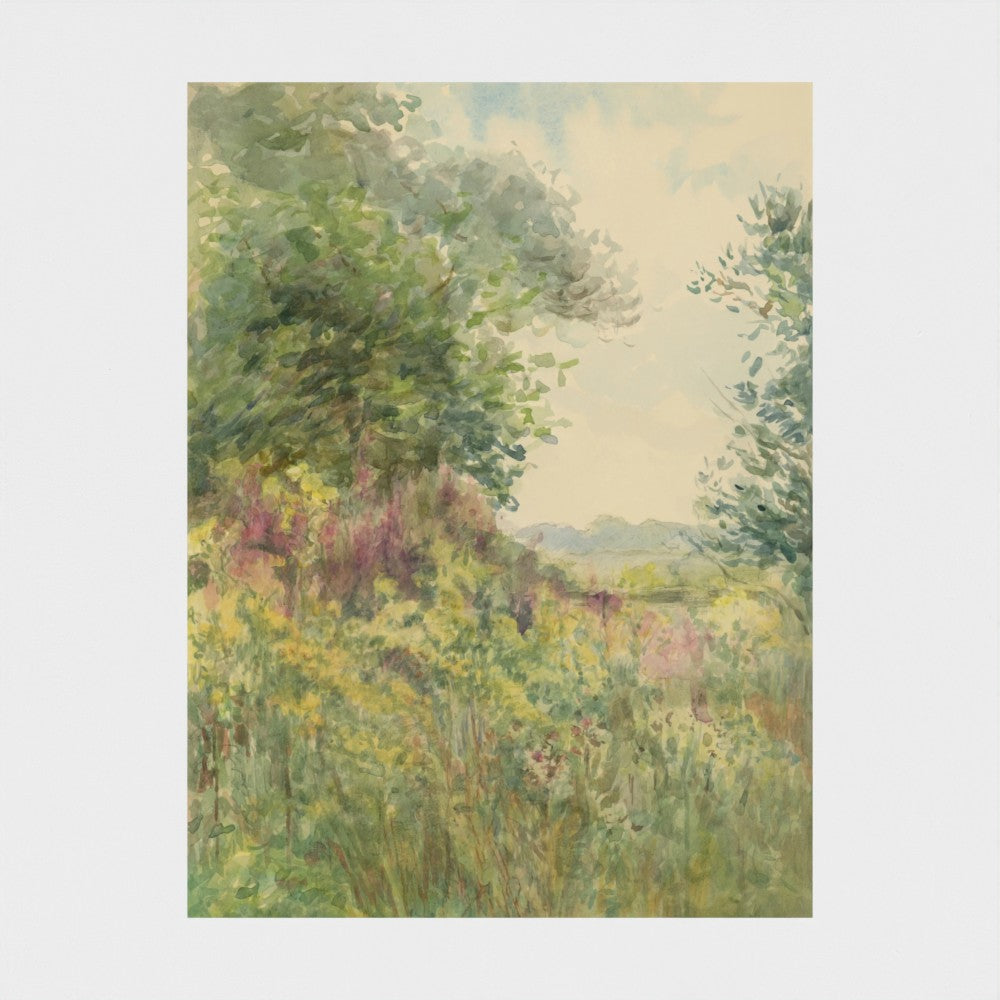 Summer Meadow