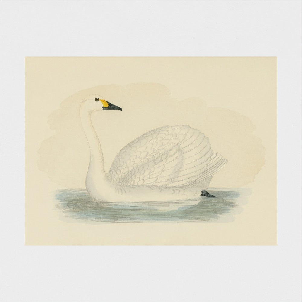 1870's Series Bewick's Swan